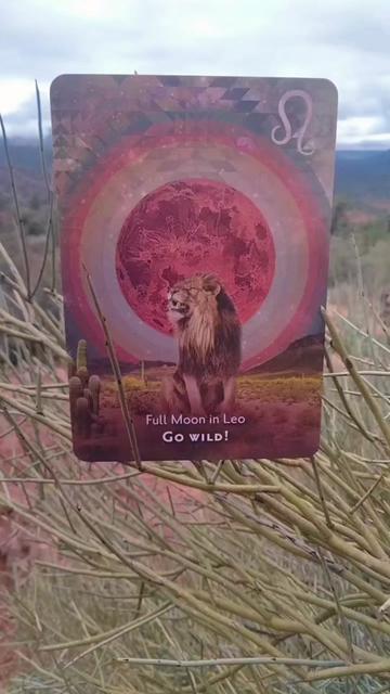 @💫 Star Keeper Oracle 🔮