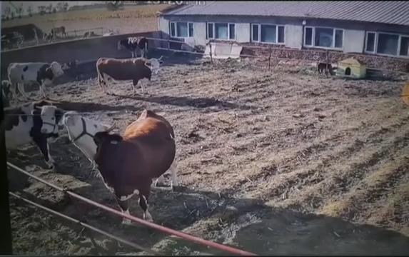 @Farmer Moo