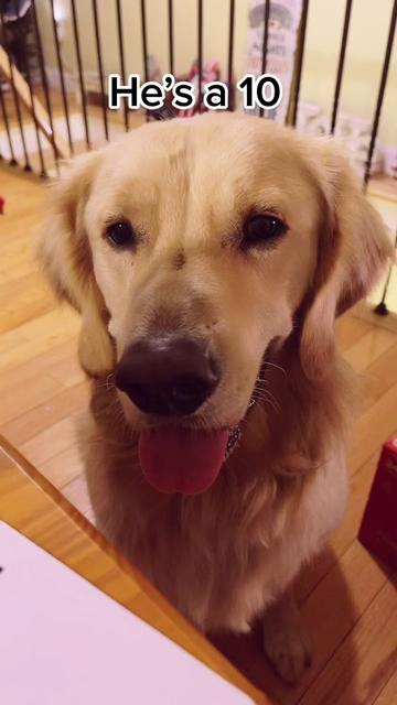 @Buddy the Golden 🦮😎