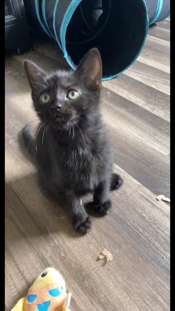 @King Kittens