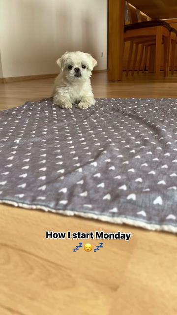 @mildred.the.maltese