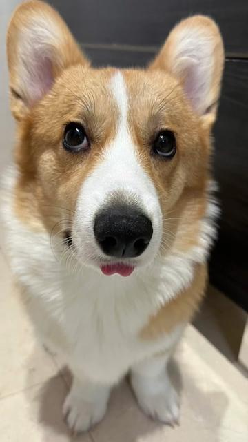 @Monty the Pembroke Welsh Corgi