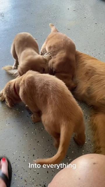 @Family full of goldens