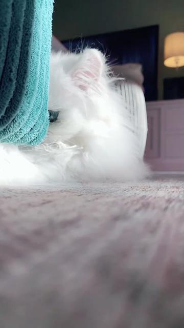 @Dutchkittycat
