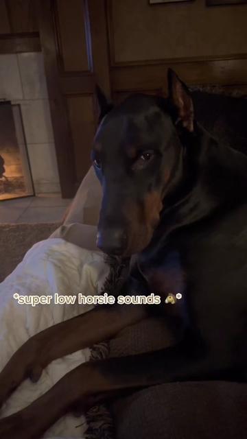 @Tiny Bear & Tiny Horse