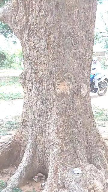 @Malaya Meher