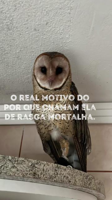 @lincozinh