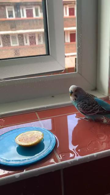 @Blu_the_budgie 🇹🇹
