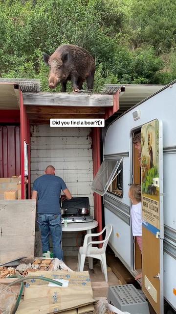 @Cute Boars