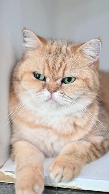 @dutchthebritishcat