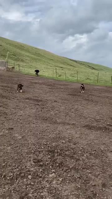 @Kashmiri_Bakrwal_Dog