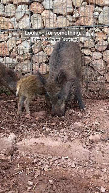 @Cute Boars