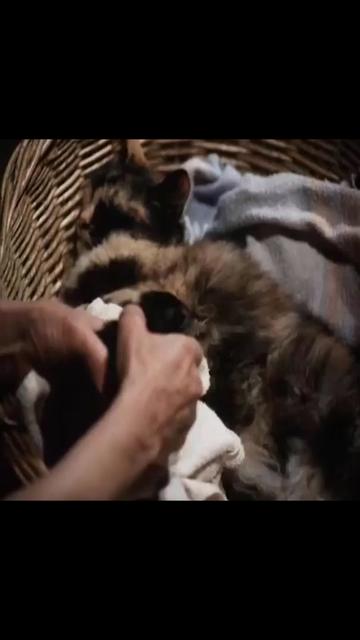 @The Waltons Tv Series