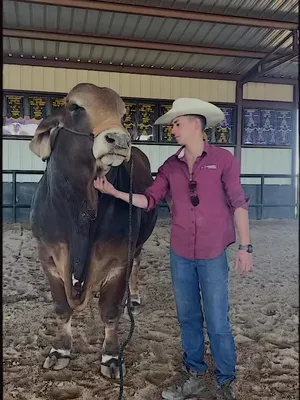 @Moreno Ranches