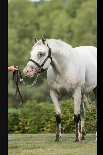 @Rachel ⚡️ Equine Photographer