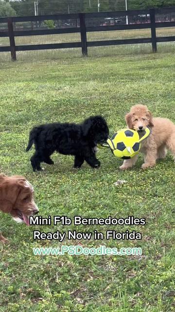 @Peachstones Bernedoodles