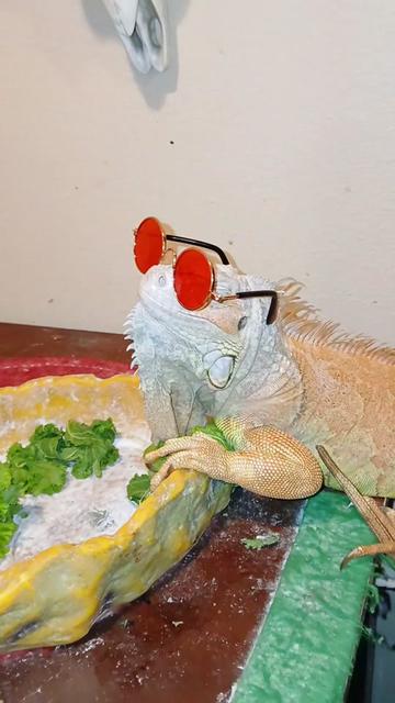 @Jimmy4 🦖