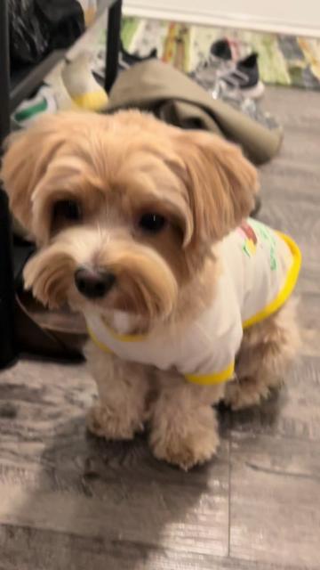 @Louis the Maltipoo