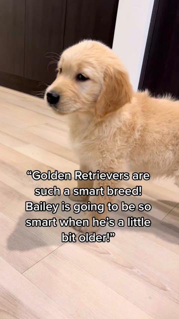 @Scout and Bailey 🐕🐶