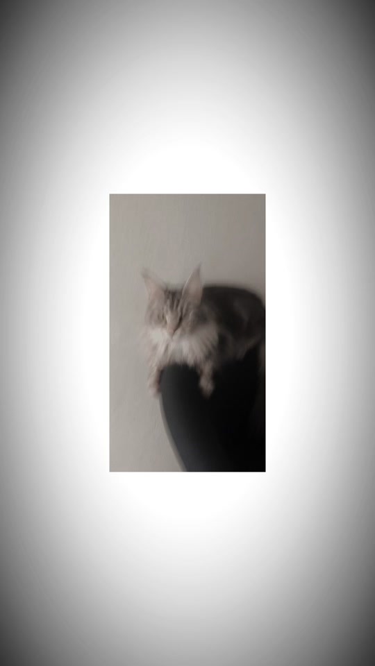 @Lemigans _cattery