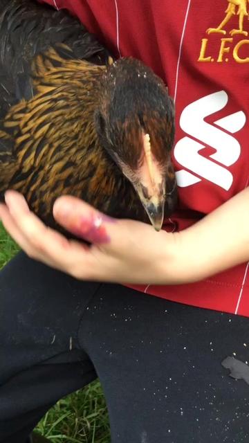 @Hens 🥰🐔🐔🐥🐥