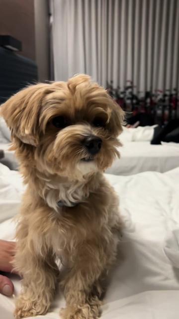 @Louis the Maltipoo