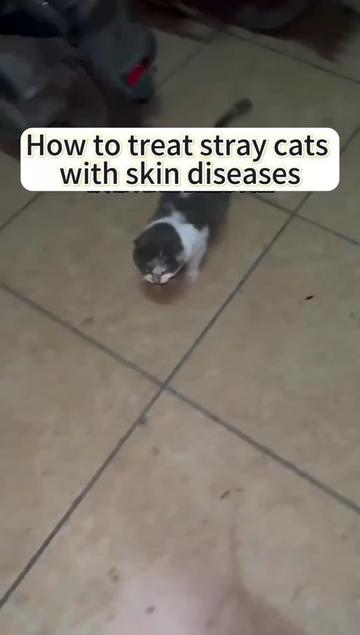 @Cats and dogs