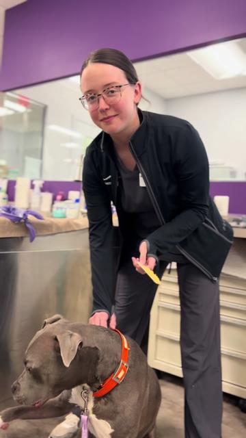 @Summit Veterinary Care