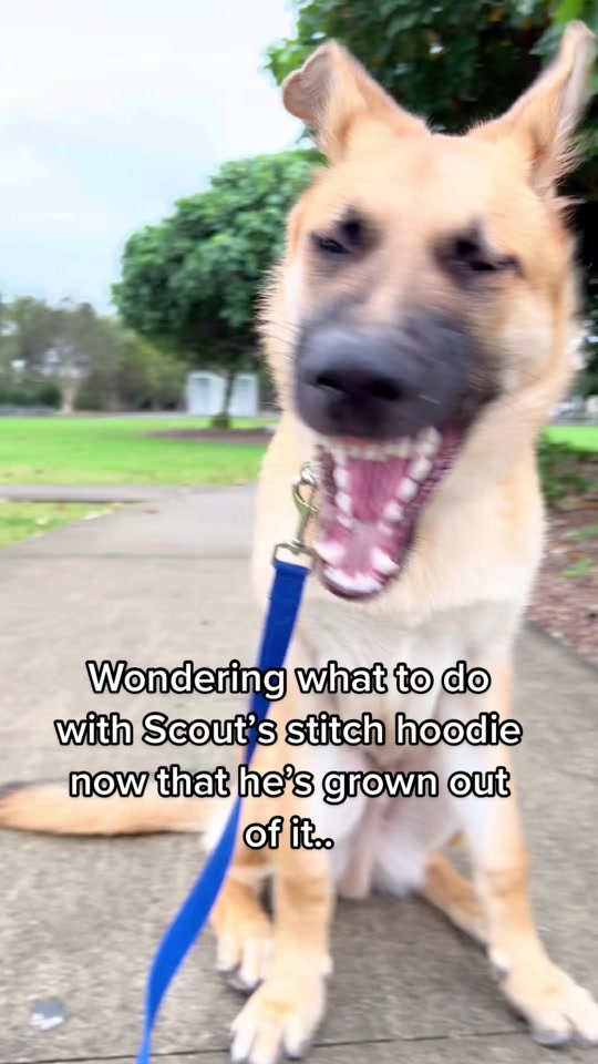 @Scout and Bailey 🐕🐶