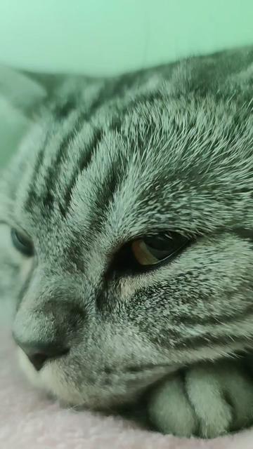 @💎 Purrito ❤😹😻
