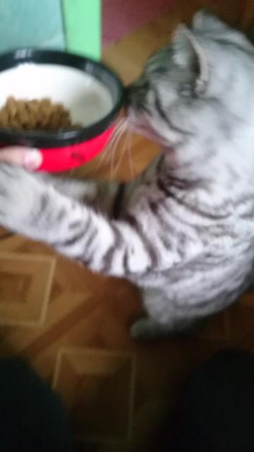 @💎 Purrito ❤😹😻
