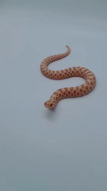 @TheReptileCompanyofWisconsin