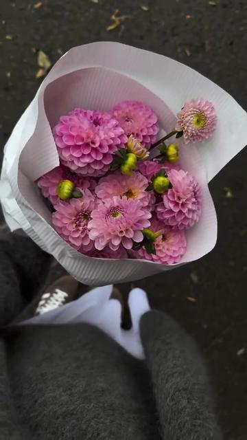 @𝓟𝓵𝓮𝓽𝓵𝓲 𝓐𝓷𝓲𝓽𝓪