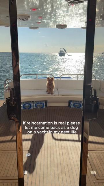 @Honey The Pomapoo 🧸