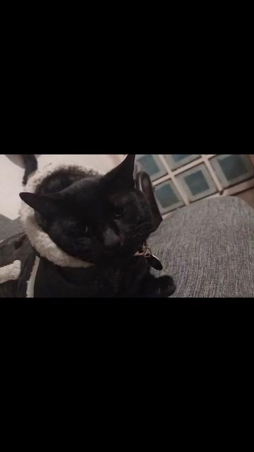 @CutiesCat House