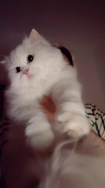 @YiZhanOffspring