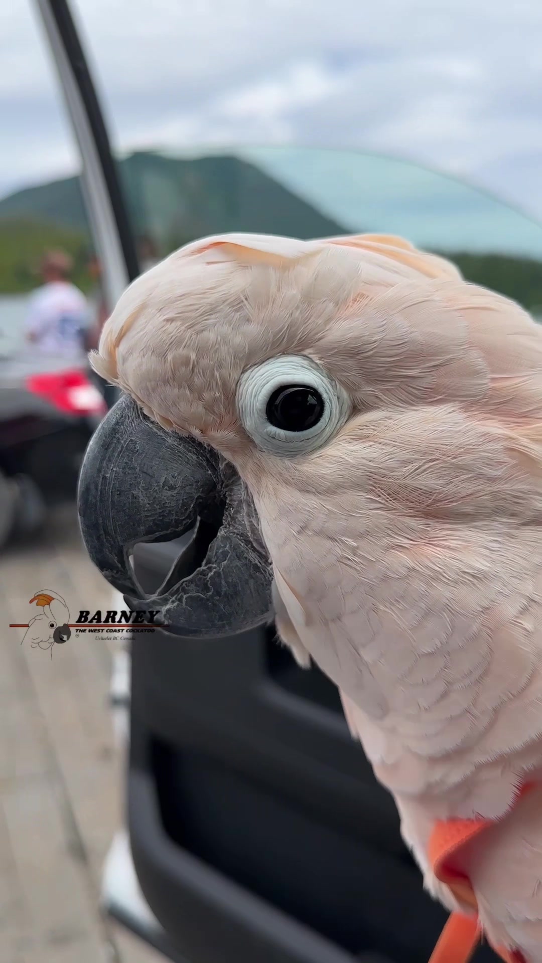 @Barney the West Coast Cockatoo