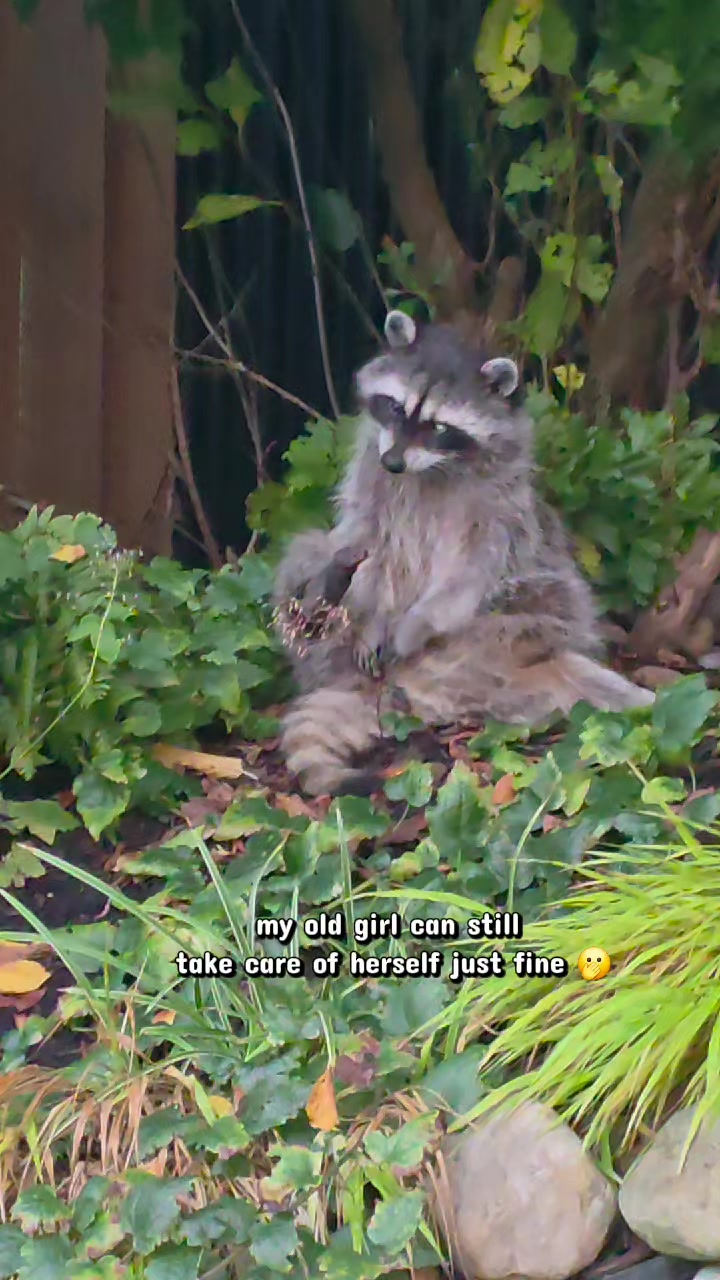 @Raccoon Drive Thru