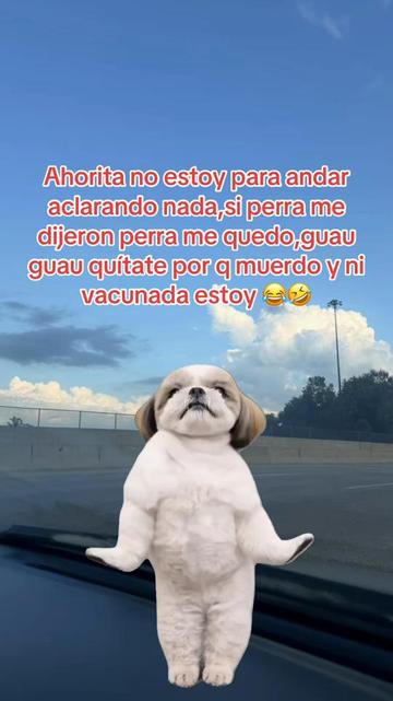 @sindyflores730