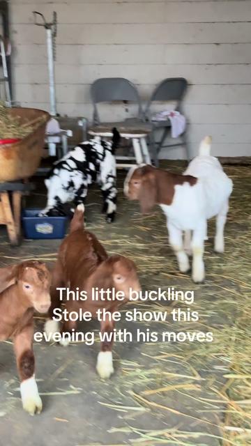 @Riverraisedboergoats