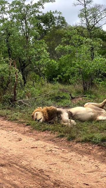 @Wild Animals