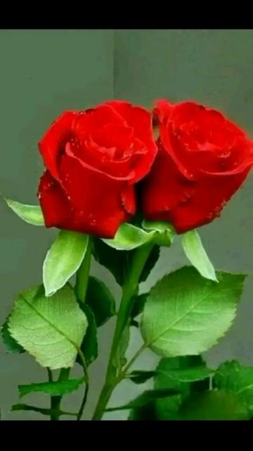 @Lovely Queen
