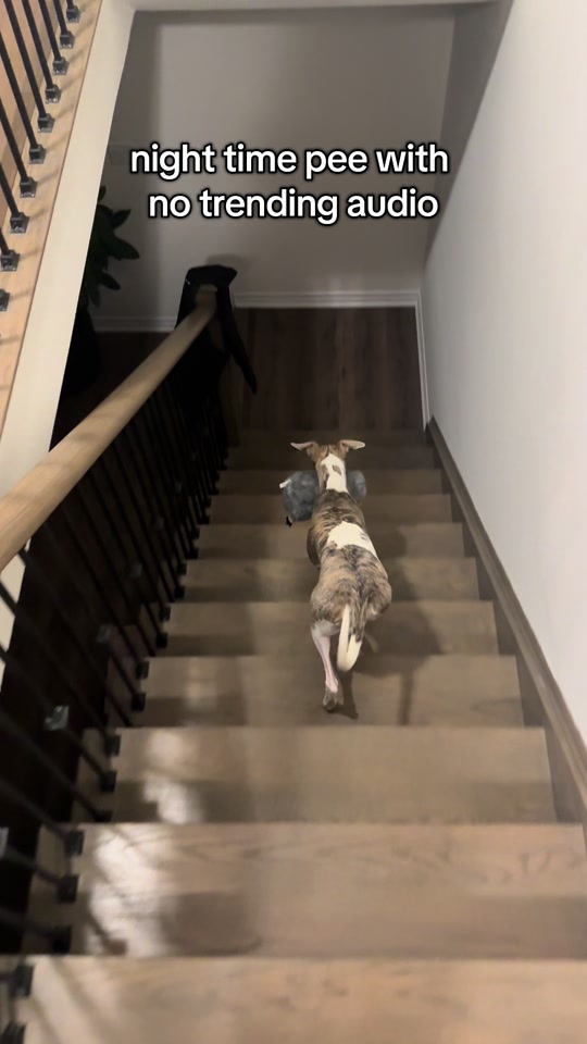@Kayce Dog🤪🩷