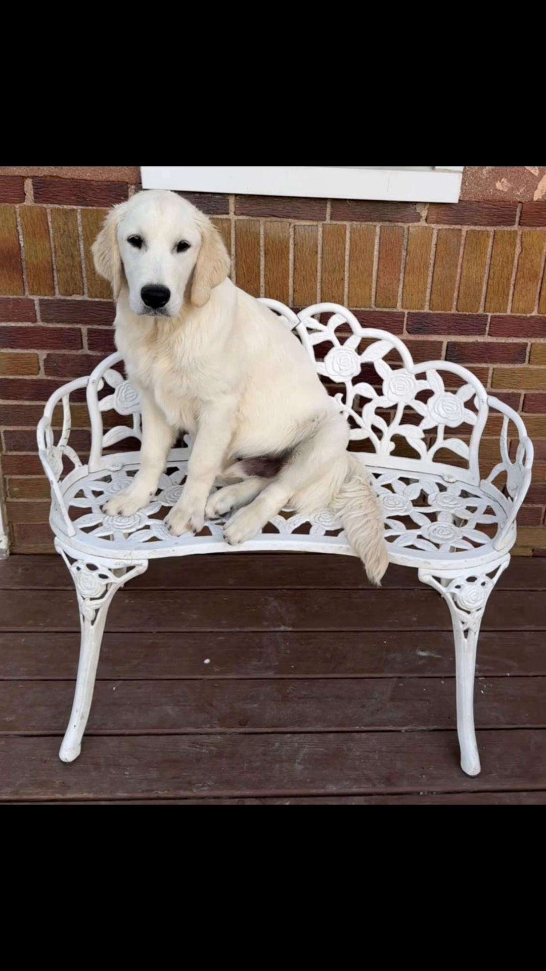 @Sages Goldens