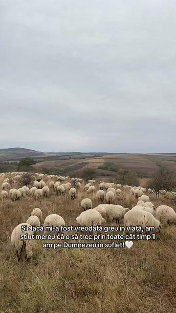 @Diana Moga