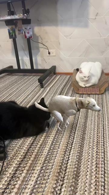 @🦖 MEOWassic World 🌎