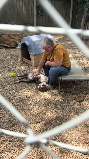 @sftsanimalrescue