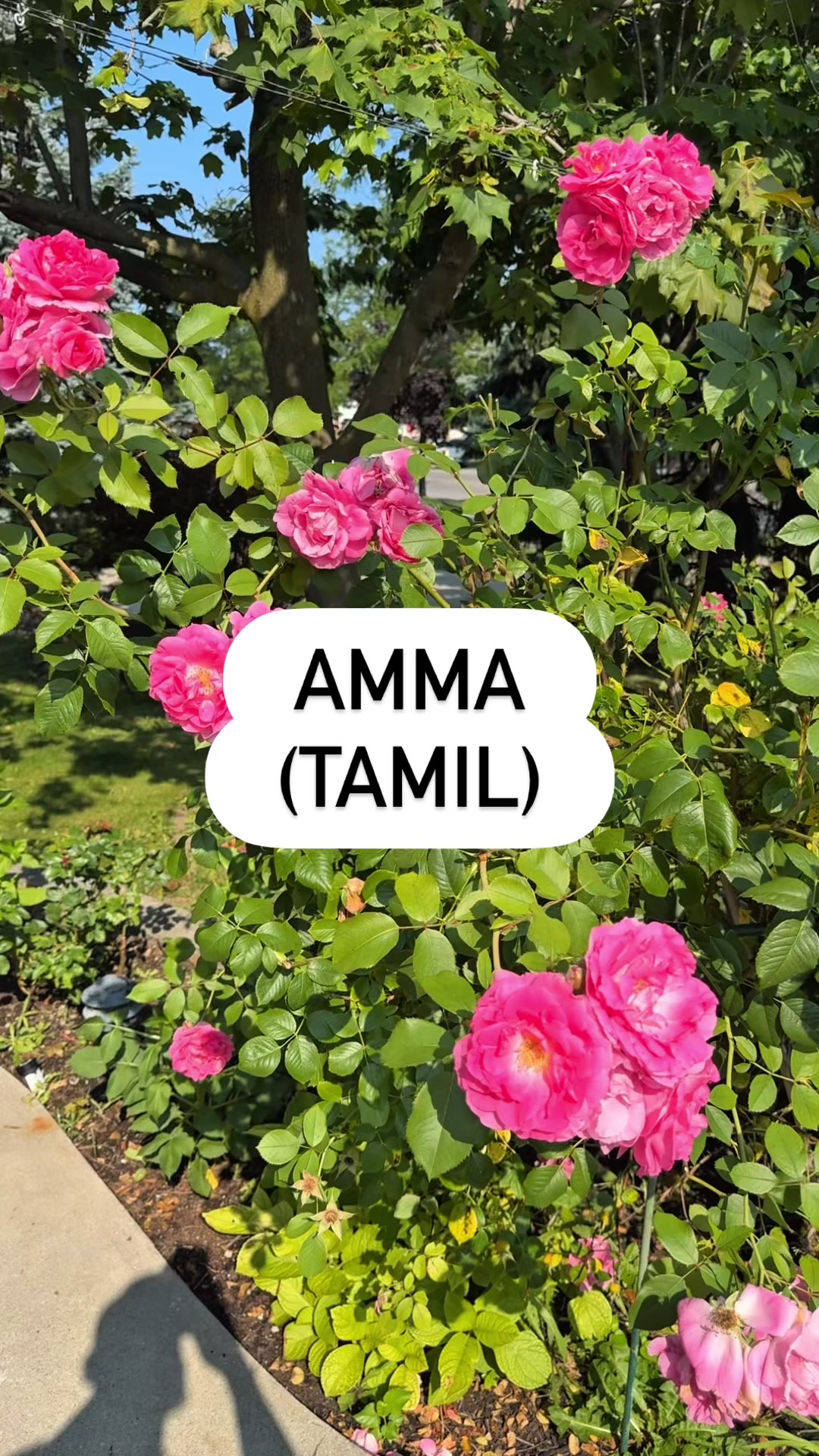 @tamilaakalthanesh