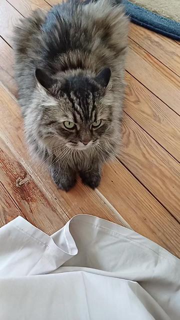 @cat_bayun_