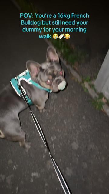 @Diablo the frenchie